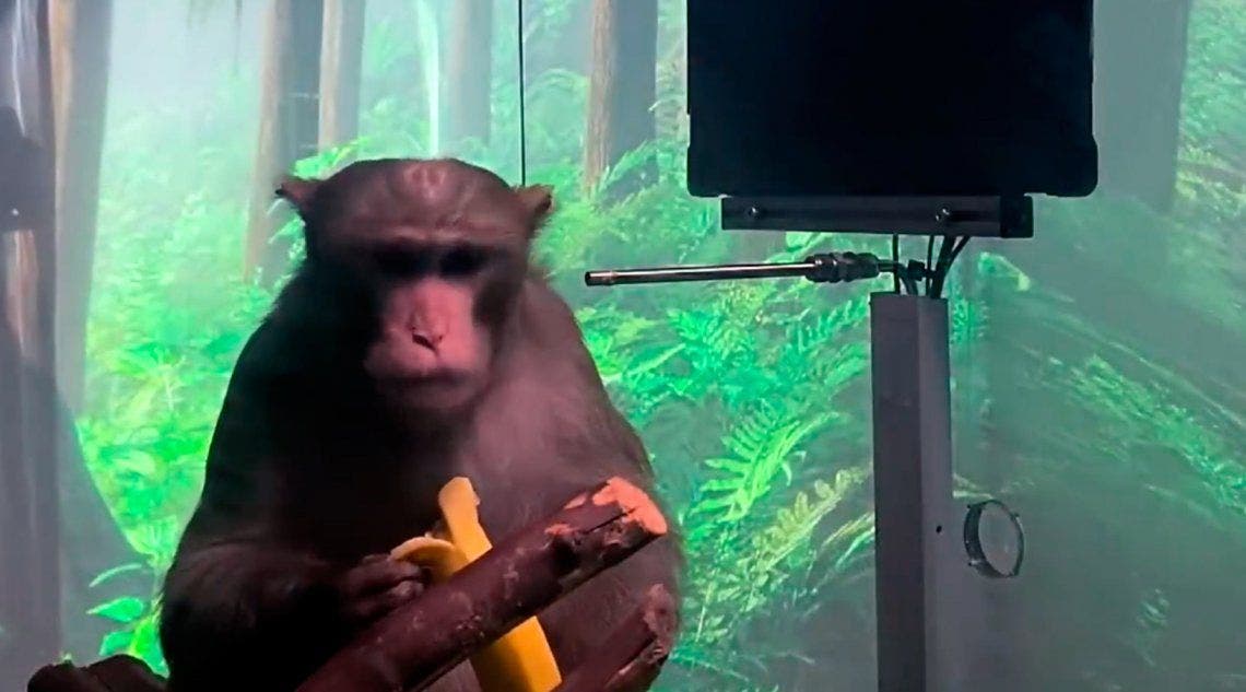 Vídeo: Elon Musk muestra al mono que juega a videojuegos con la mente -  09.04.2021, Sputnik Mundo