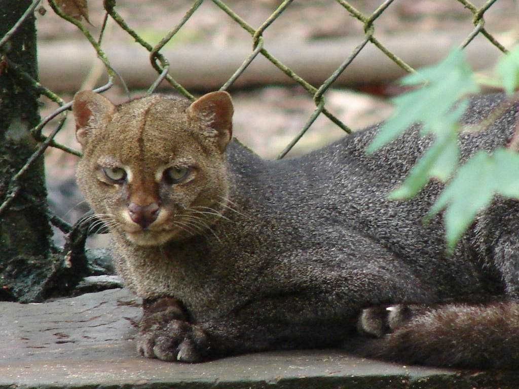 Capturaron un puma en el patio de una en Córdoba