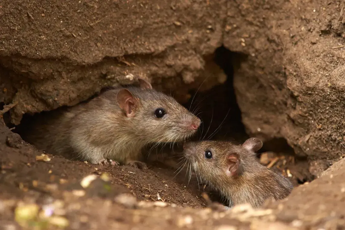 Hantavirus: según un estudio, el ratón macho contagia más que la hembra